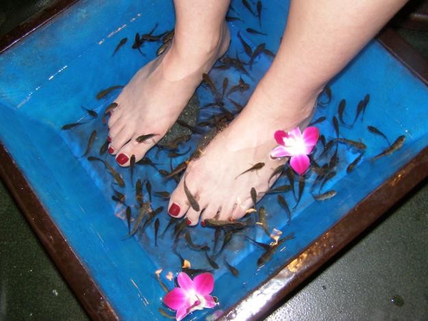 Read more about the article Dr Fish Spa Treatment